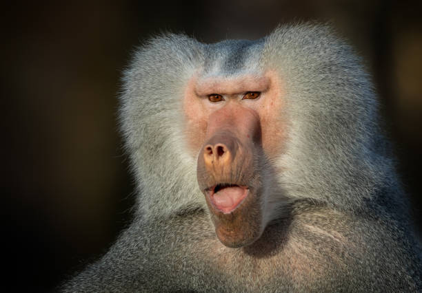 istock Male Hamadryas Baboon 1208160083