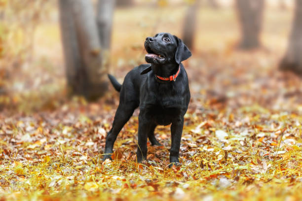 Black Labrador dog adorable, animal, autumn, background, beautiful, black, black lab, breed, buddy, canine, closeup, color, cute, dog, doggie, doggy, domestic, ears, expression, eye, eyes, face, friend, friendship, funny, grass, head, labrador, labrador retriever, looking, love, lovely, mammal, nature, no people, outside, park, paw, pedigree, pet, portrait, puppy, purebred, retriever, summer, waiting, young black labrador stock pictures, royalty-free photos & images