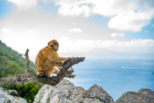 istock monkey sitting on a tree branch on a rock on the seacoast 1208160510