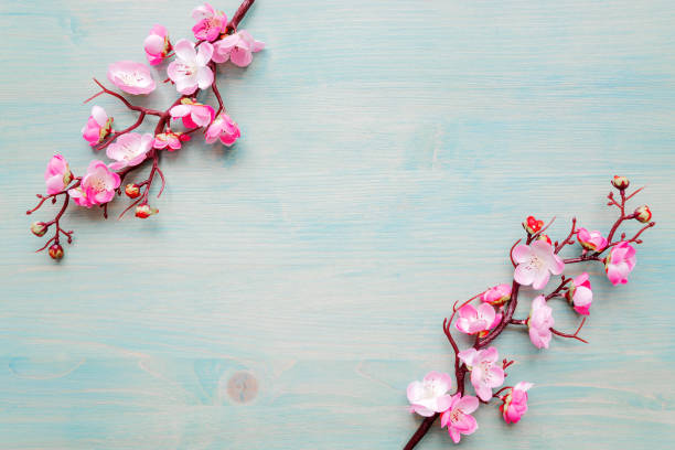 istock Pink cherry flowers on blue wooden background 1208160513