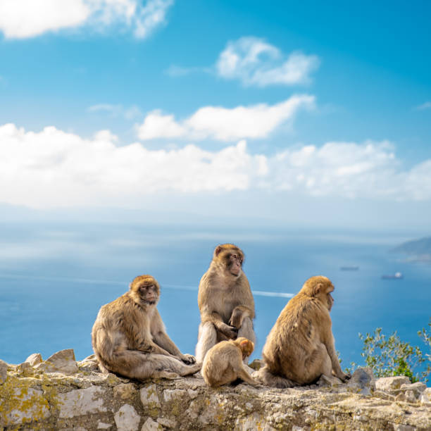 istock monkey Macaca sylvanus in the wild on the Gibraltar peninsula 1208161529