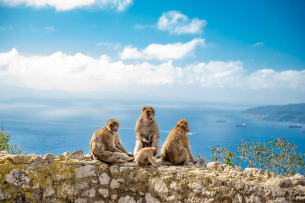 affenfamilie an der wand am wanderweg als attraktion für touristen - makake stock-fotos und bilder