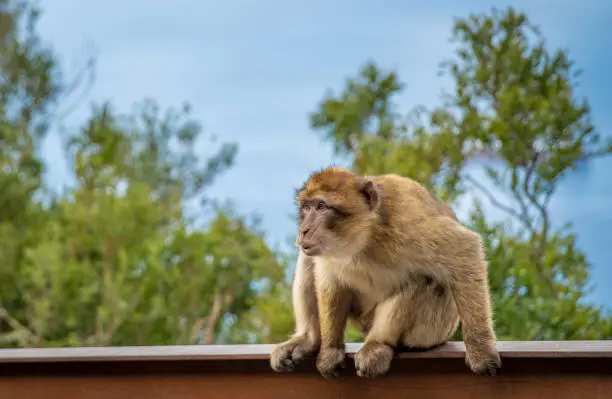 Photo of monkey Macaca sylvanus in the wild on the Gibraltar peninsula