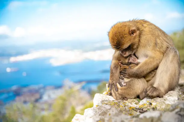 Photo of female monkey breastfeeding her young