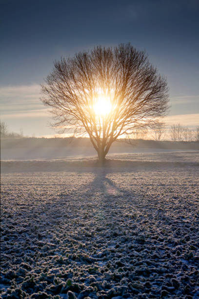 arbre seul dans la scène d’hiver - tranquil scene tree sunset snow photos et images de collection