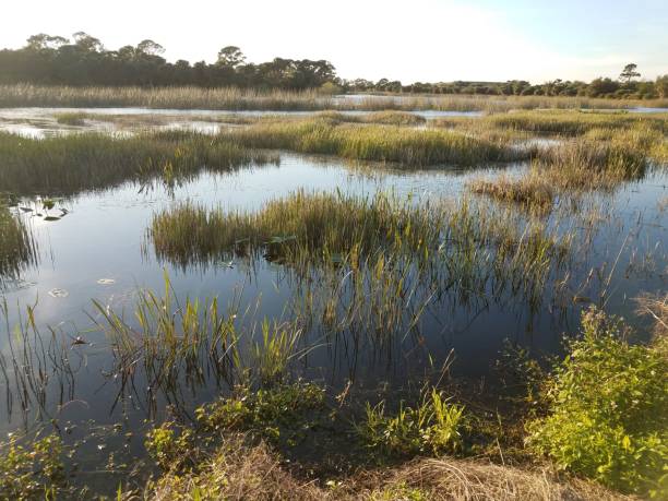 istock lake or pond water and grasses in Florida 1208163655