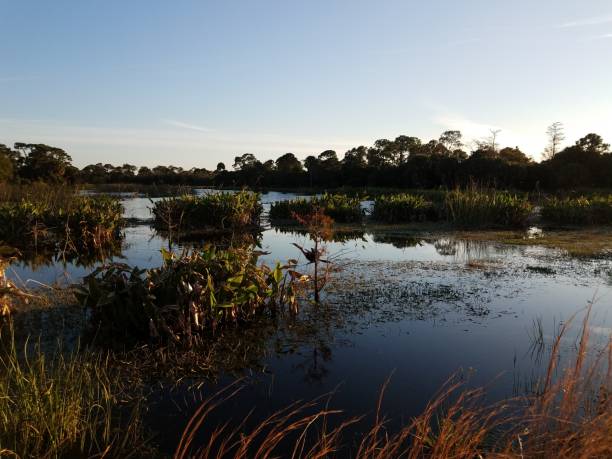 istock bird in tree in lake with grasses in Florida 1208163701