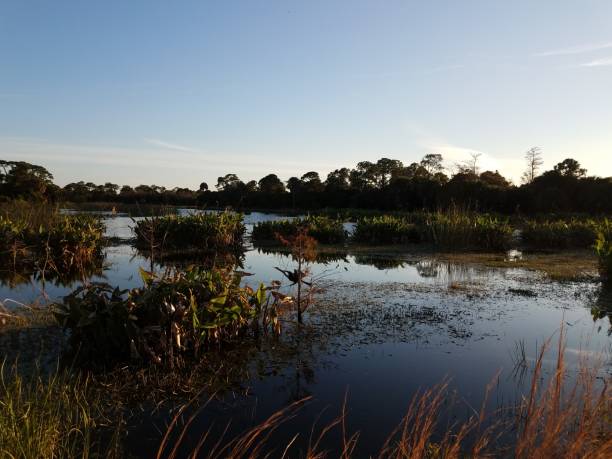istock bird in tree in lake with grasses in Florida 1208163723