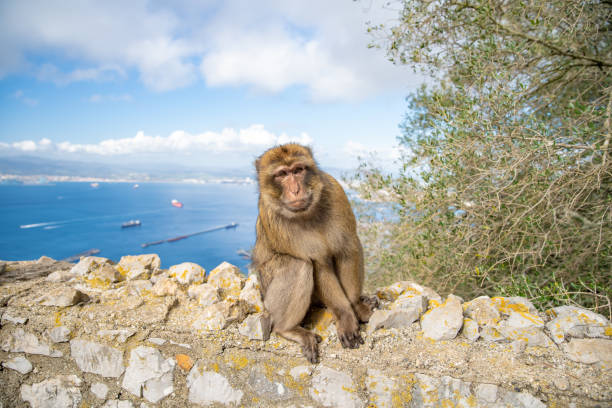 istock monkey Macaca sylvanus in the wild on the Gibraltar peninsula 1208163730