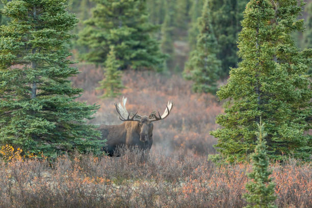 istock Alaska Yukon Bull Moose in Autumn 1208165263
