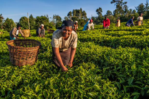 donne africane che strappano foglie di tè nelle piantagioni, africa orientale - tea crop picking agriculture women foto e immagini stock