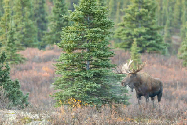 istock Alaska Yukon Bull Moose in Autumn 1208165848