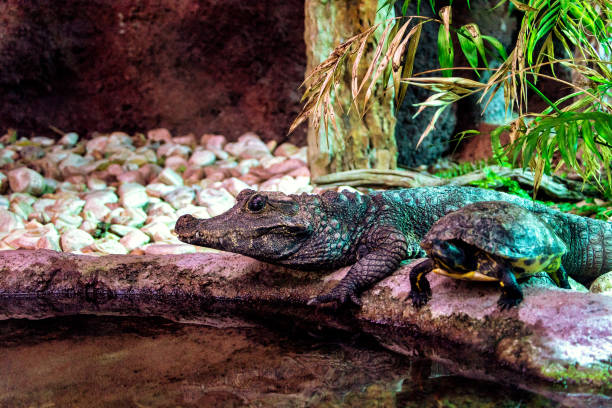 istock A crocodile and a turtle at the pond. 1208166442