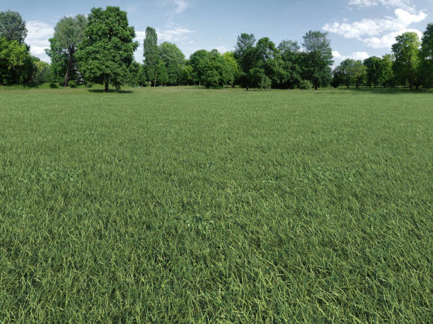 istock Green square lawn and forest natural landscape 1208167319