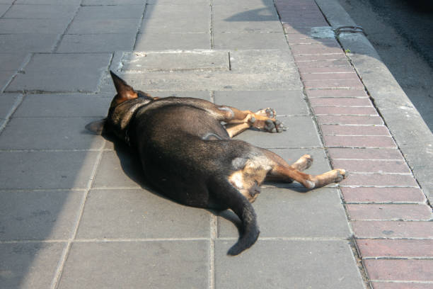 a dog sleeping on the floor with lighting outdoor.