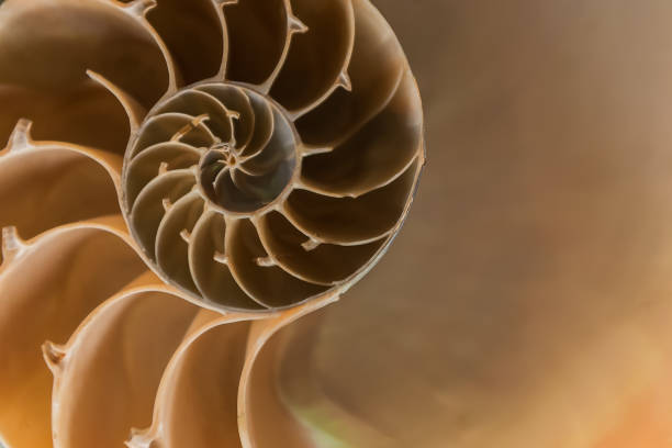 istock close view nautilus shell section revealing a logarithmic spiral 1208168927