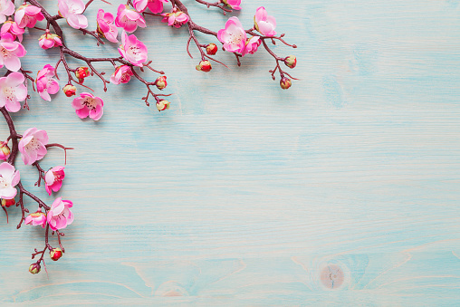 Flores rosas sobre fondo de madera azul photo