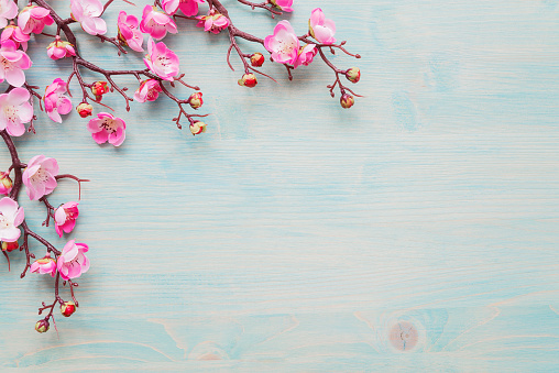 Spring background of painted blue board with branch of flowering cherry branch covered with pink flowers as a border