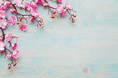 Pink flowers on blue wooden background