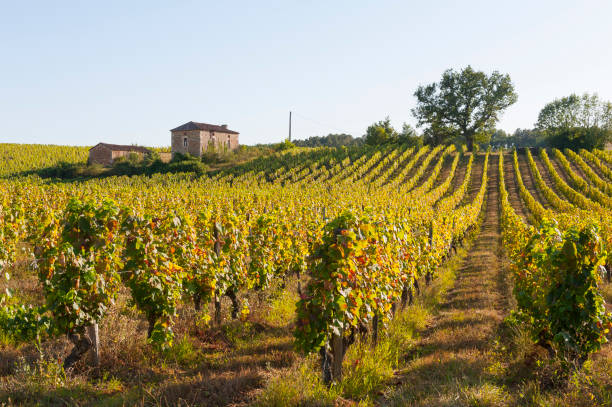 Vineyards in the south of France stock photo