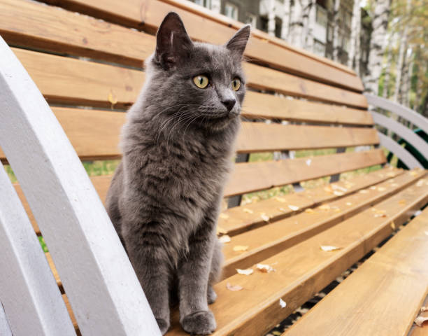 A small gray cat with yellow eyes sits on a park bench