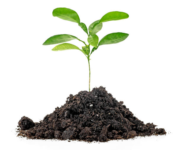 istock Young green plant of lemon fruit growing from soil, white background. 1208172636