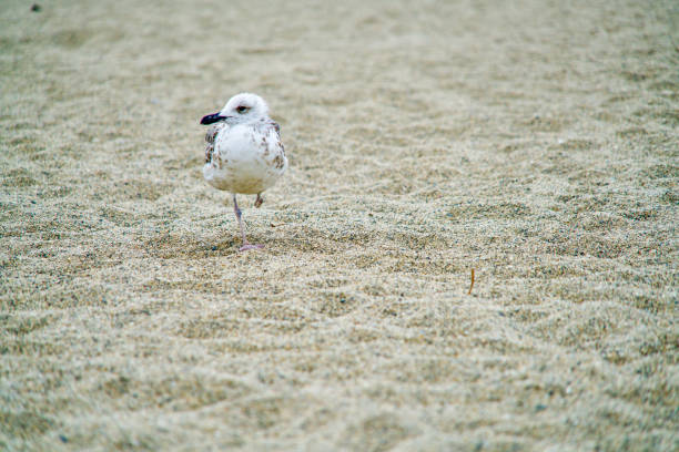 Lonely sea-gull walking at the beach