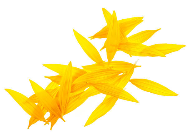 istock Sunflower petals isolated on a white background. Top view. 1208172649