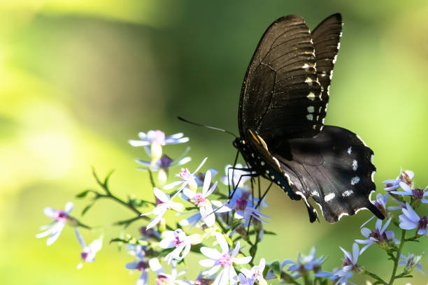 istock Spicebush Swallowtail Butterfly Sipping Nectar from the Accommodating Flower 1208172909