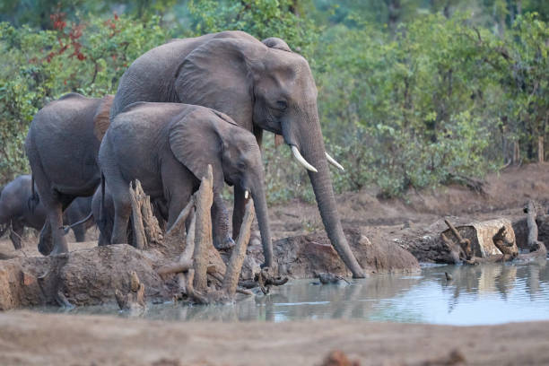 istock A herd of African elephants drinking at a waterhole 1208173038