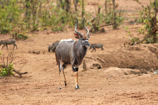 istock Male nyala walking in Kruger 1208173095