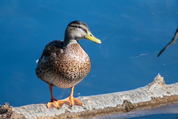 istock Mallard Duck Resting on the Old Weathered Log 1208173151