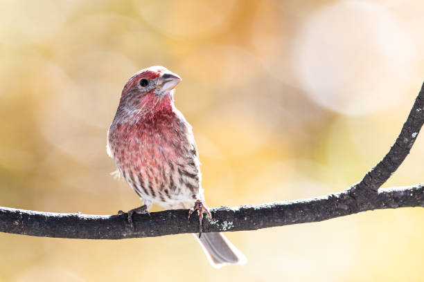 istock House Finch Perched on an Autumn Branch 1208173220