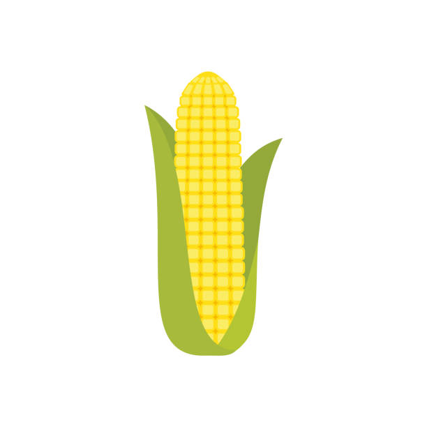 Corn Cob In A Green Husk Isolated On White Background Sweet Golden Corn Ear Of Corn With Leaves Stock Illustration - Download Image Now - iStock Corn Cob In A Green Husk Isolated On White Background Sweet Golden Corn Ear Of Corn With Leaves Stock Illustration - Download Image Now - iStock