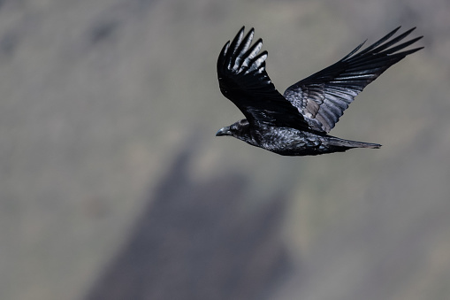 Common Black Raven Flying Over the Canyon Floor