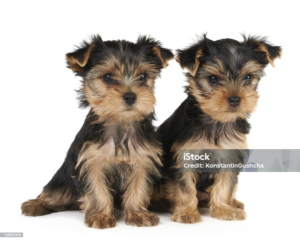 Los dos lactantes de Yorkshire Terrier - Foto de stock de Alerta libre de derechos