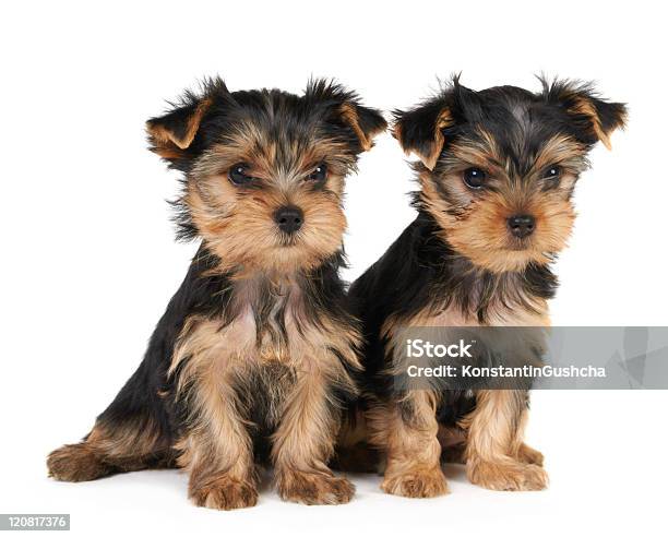 Los Dos Lactantes De Yorkshire Terrier Foto de stock y más banco de imágenes de Alerta - Alerta, Amistad, Animal