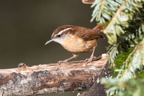 istock Carolina Wren Perched Alertly on a Slender Branch 1208173872