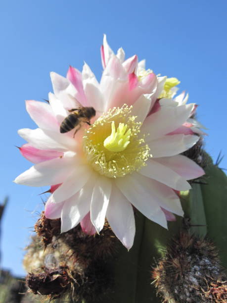 Tricrocerous cactus flower with bee stock photo