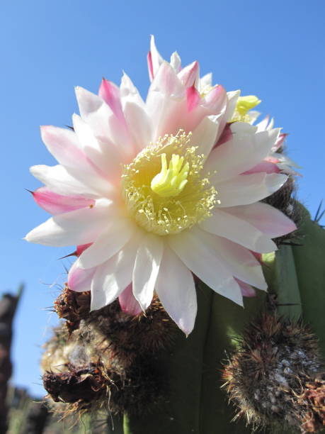 Tricrocerous cactus flower stock photo
