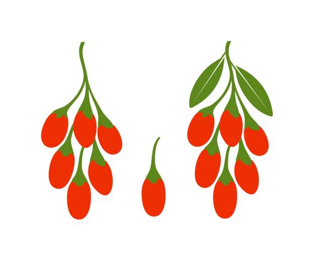 goji beeren logo. isolierte goji-beeren auf weißem hintergrund - wolfberry stock-grafiken, -clipart, -cartoons und -symbole