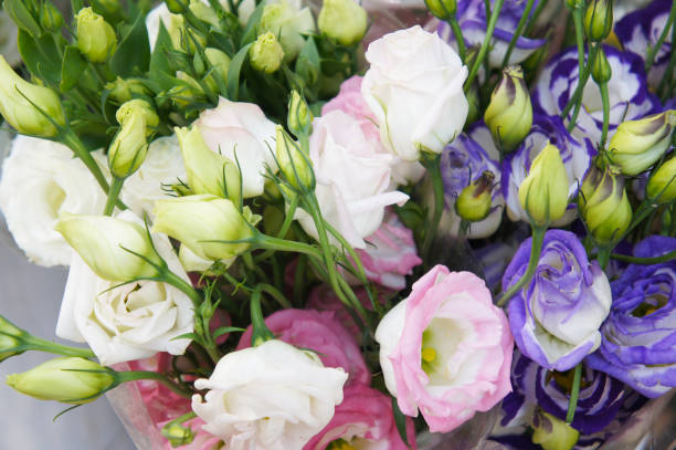 Eustoma russellianum or texas bluebells white pink and blue flowers stock photo