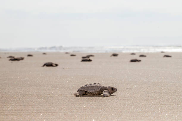 Olivacea or golfing turtle Olive or olive ridley turtle pacific ridley turtle stock pictures, royalty-free photos & images