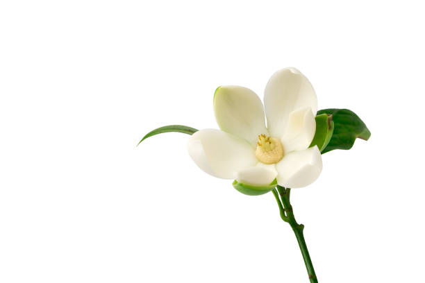 istock White magnolia flower on isolated background. 1208176623