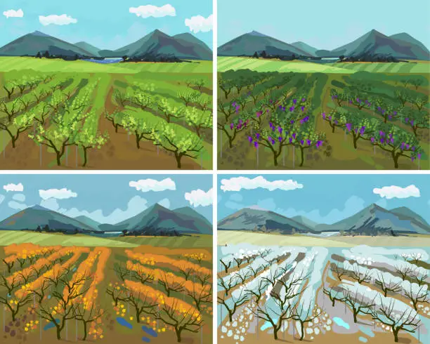 Vector illustration of Four seasons. Landscape with vineyard at different time of the year: winter spring, summer, autumn