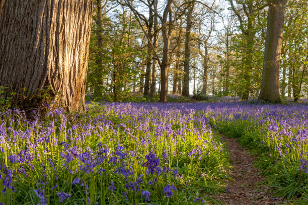 Ancient bluebell woodland in spring time stock photo