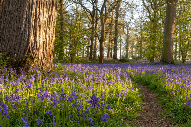 ancient bluebell woodland in spring time - growth tree spirituality tranquil scene imagens e fotografias de stock