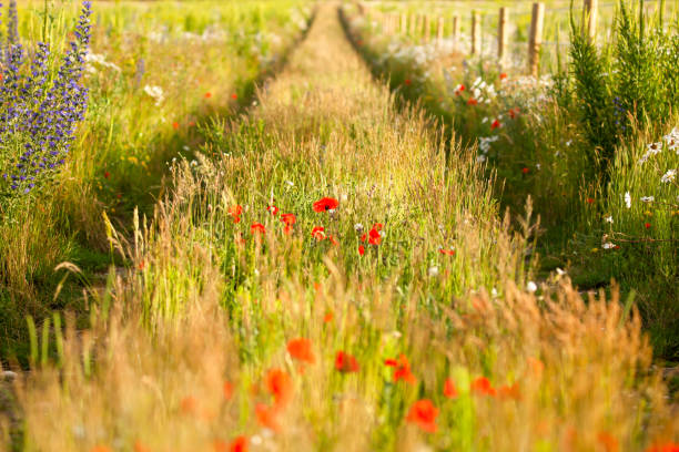 istock Converging tracks in a flower meadow 1208177026