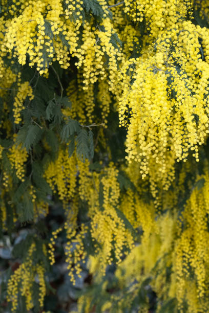 istock Blooming mimosa tree over blue sky, bright sun flare. 1208177112