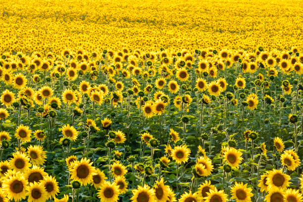 istock Beautiful sunflowers field 1208177248